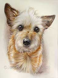 Portrait du chien Mignon dessin par jean-Jacques Onate